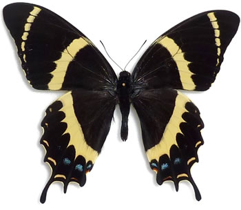 Papilio garamas 