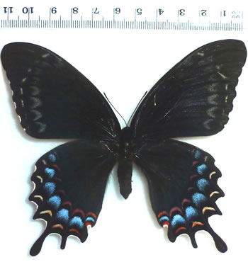 Papilio garamas