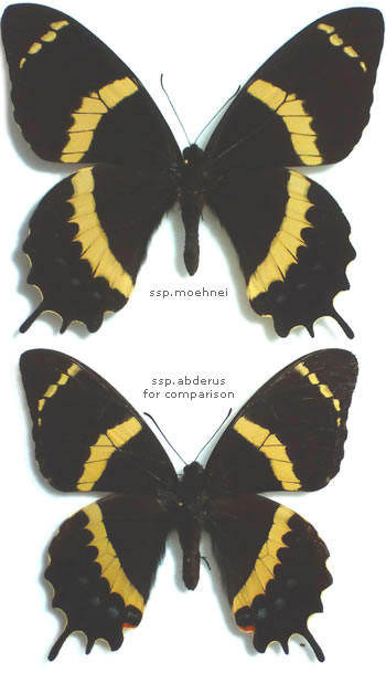 Papilio garamas 