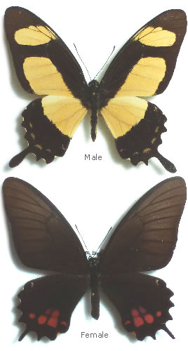 Papilio garleppi 