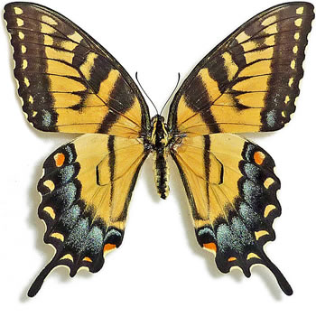 Papilio glaucus