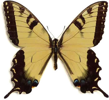 Papilio glaucus