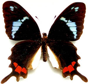 Parides gundlachianus