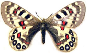 Parnassius hardwickii