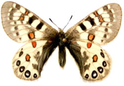 Parnassius hardwickii