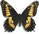 Papilio hellanichus Papilio hellanichus