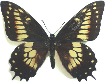 Papilio hellanichus 