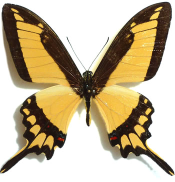 Papilio himeros 