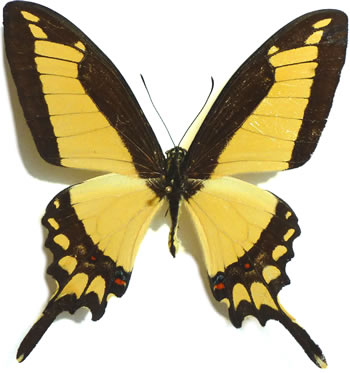 Papilio himeros