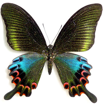 Papilio hoppo (=hopponis) 