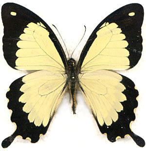 Papilio humbloti