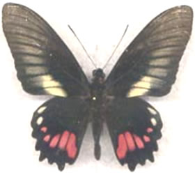 Papilio hyppason