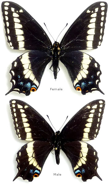 Papilio indra