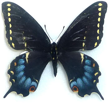 Papilio indra