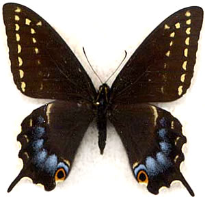 Papilio indra