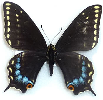 Papilio indra