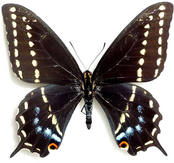 Papilio indra