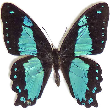 Papilio interjecta 