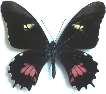 Papilio isidorus