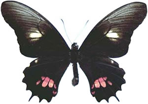 Papilio isidorus