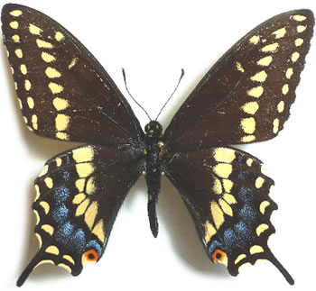 Papilio joanae 