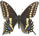 Papilio joanae 