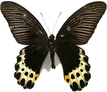 Papilio lampsacus