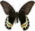 Papilio lampsacus