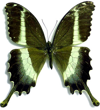 Papilio leucataenia