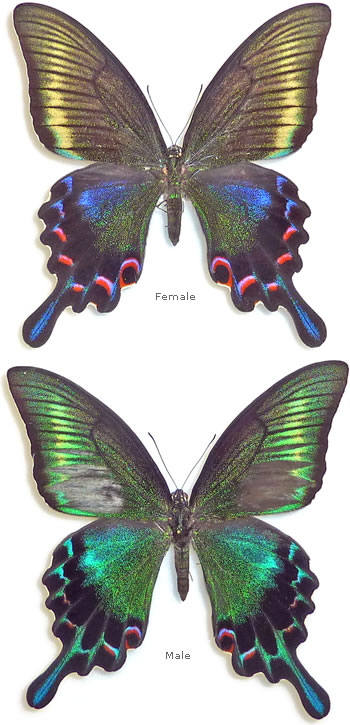 Papilio maackii 