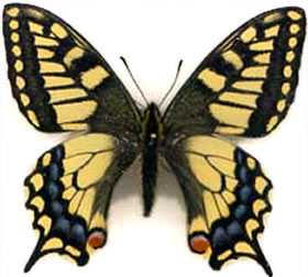 Papilio machaon