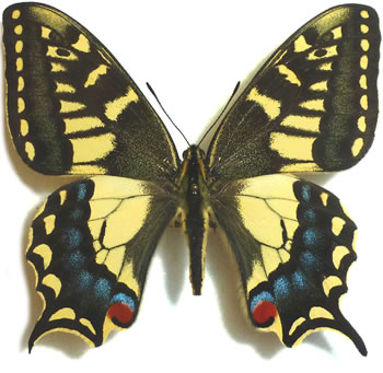 Papilio machaon