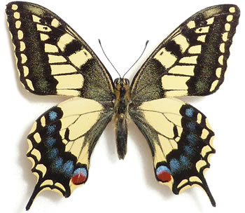 Papilio machaon