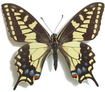 Papilio bairdii