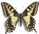 Papilio bairdii