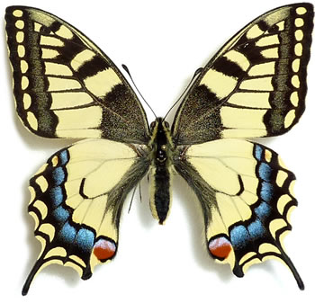 Papilio machaon 