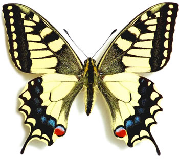 Papilio machaon 