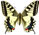 Papilio machaon 