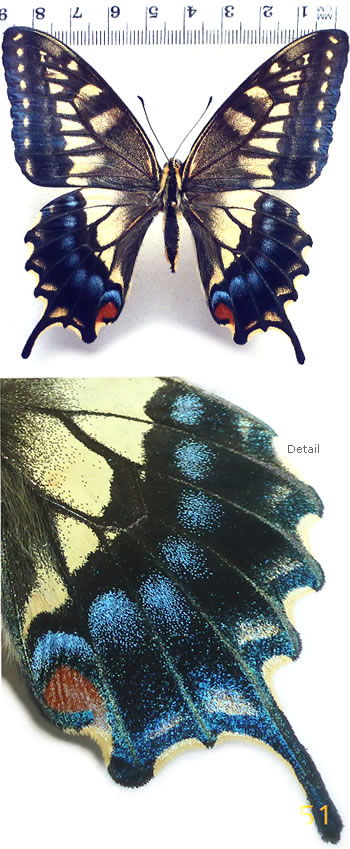 Papilio machaon (specimen no. 1)