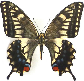 Papilio machaon (specimen no. 2)
