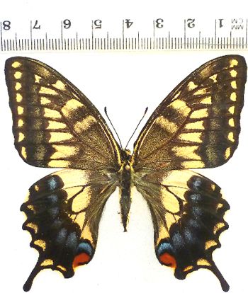 Papilio machaon