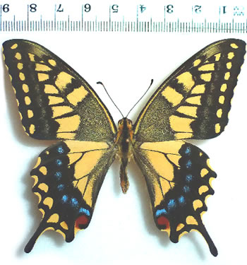 Papilio machaon