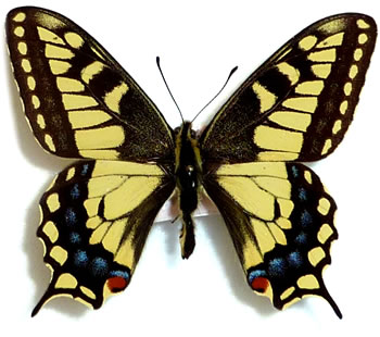 Papilio machaon