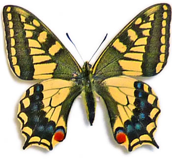 Papilio machaon