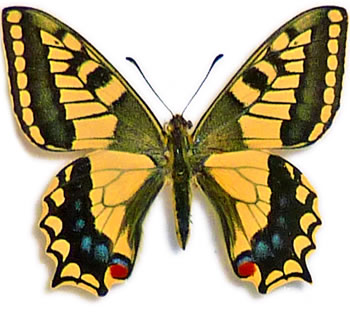 Papilio machaon