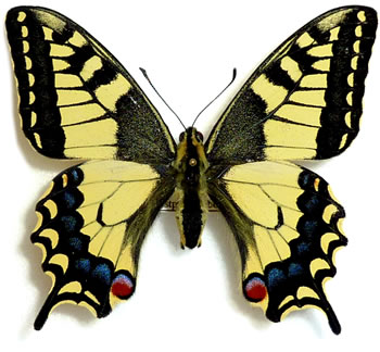 Papilio machaon