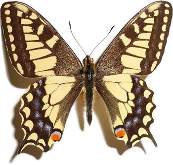 Papilio machaon 