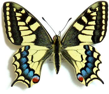 Papilio machaon 