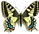 Papilio machaon 