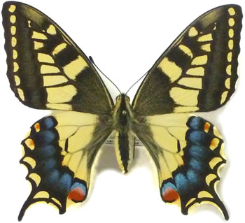 Papilio machaon 